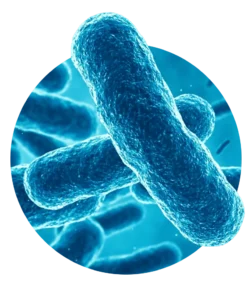 Klíma és kazán - Legionella a klímában Legionella a klímában